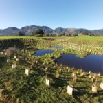 planting around wetland Motupipi scaled 1